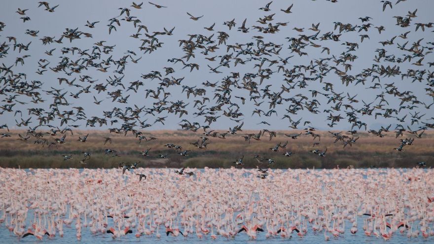 Doñana sigue con las alarmas disparadas, pero hay motivos para la esperanza: este invierno han llegado casi el doble de aves