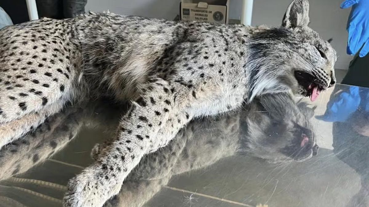 ¿Cómo llegó a Madrid un lince ibérico desde la Comunidad Valenciana para acabar atropellado?