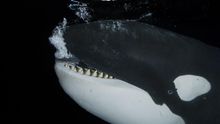 Un compuesto prohibido hace 30 años amenaza la supervivencia de la mitad de las orcas del planeta