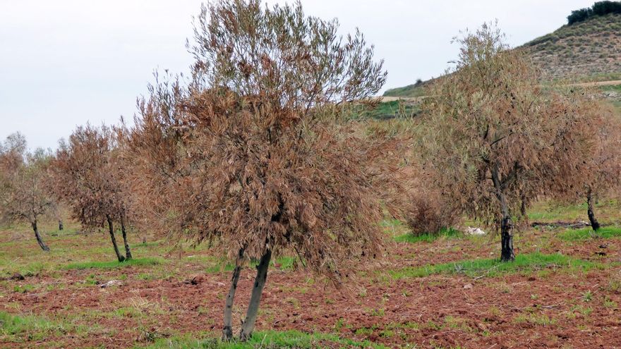 El 70% de la producción de aceituna de La Alcarria de los próximos años, en peligro por los daños de Filomena