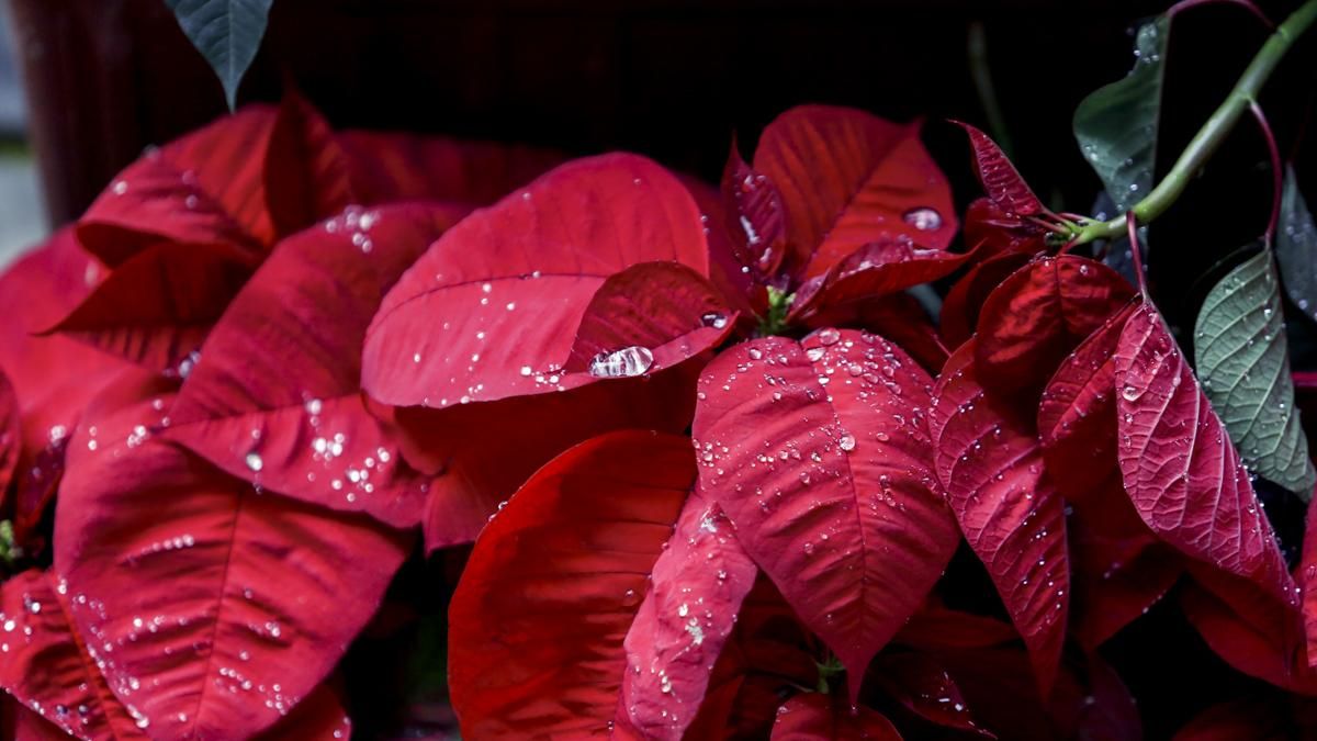 Patios en Navidad 2025