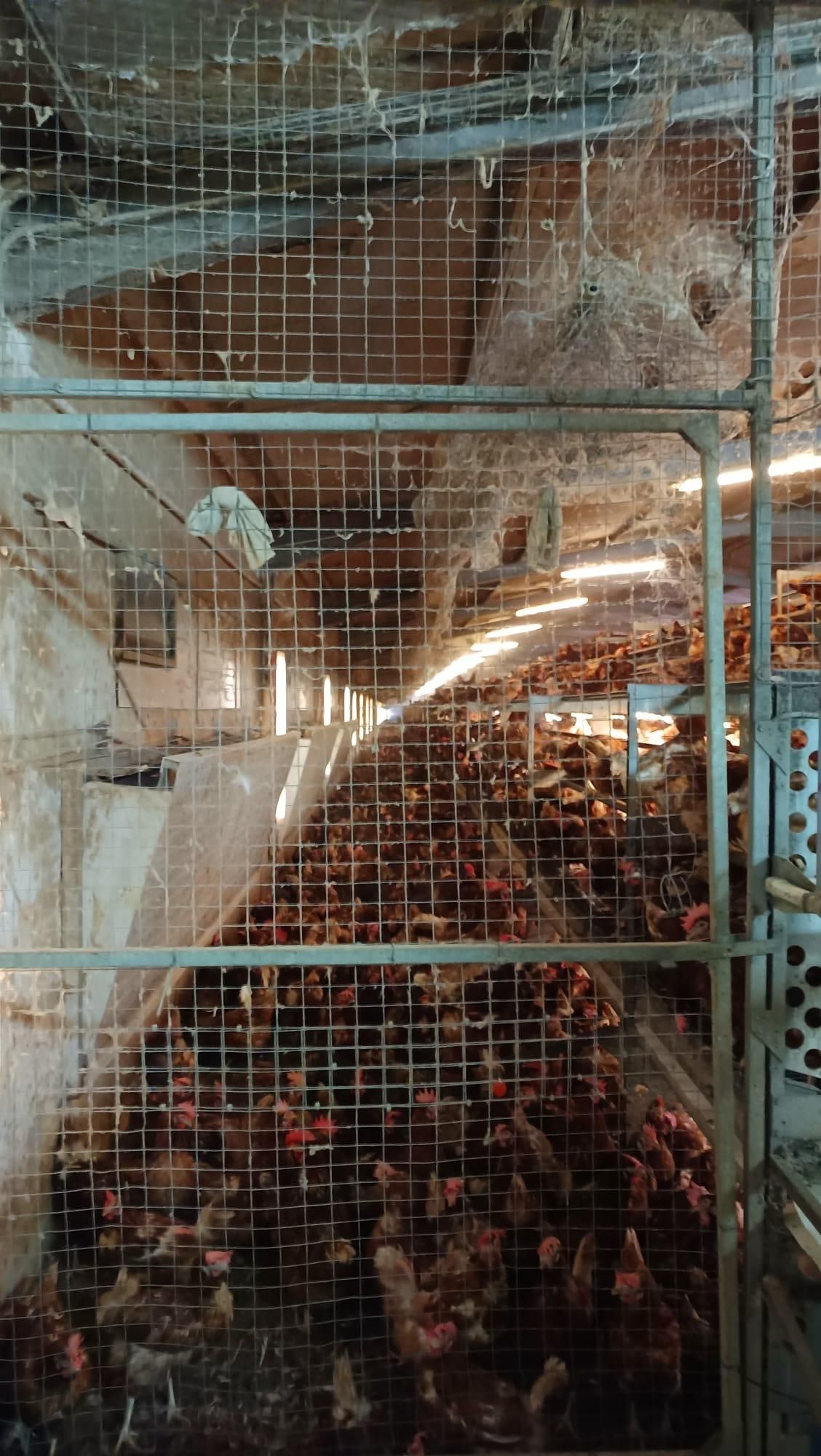 Gallines camperes a l'interior de la nau 6 de l'explotació avícola. Fotografia d'aquest dimecres.