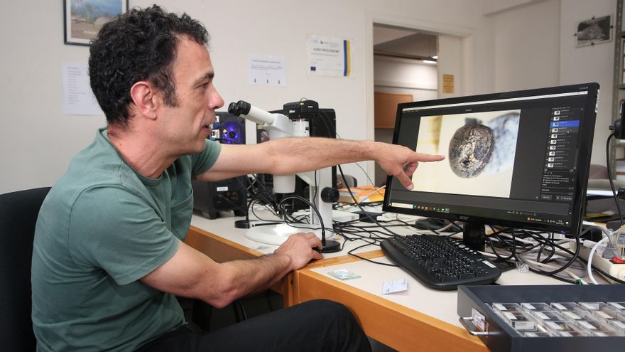 El carpólogo Jacob Morales nos muestra un fósil de guisante, una de las leguminosas que consumían los guanches. Solo se ha localizado en Tenerife y Gran Canaria.