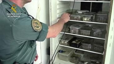  incubadoras donde almacenaban los huevos así como a las crías que iban naciendo