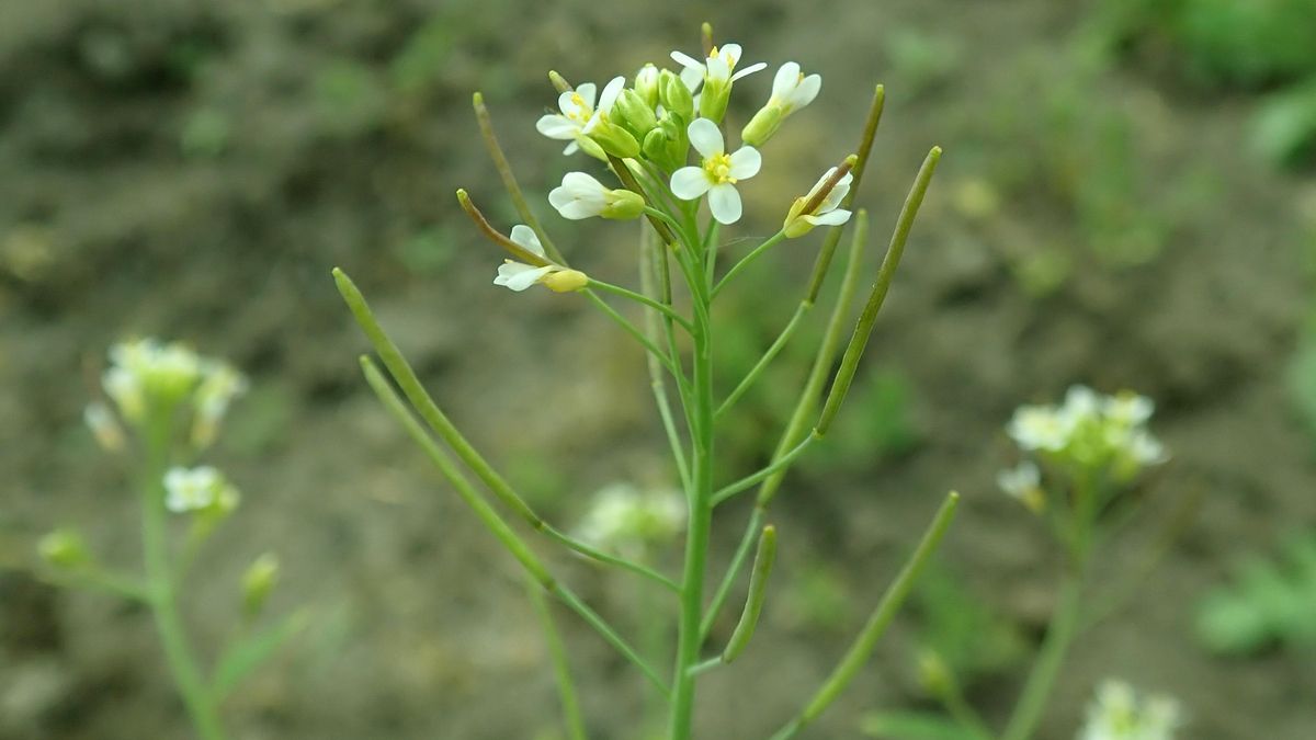 Científicos españoles revelan el límite de adaptación de ciertas plantas al cambio climático