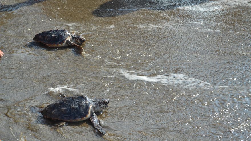 Sueltan las últimas tortugas del excepcional anidamiento del pasado verano en la Costa del Sol