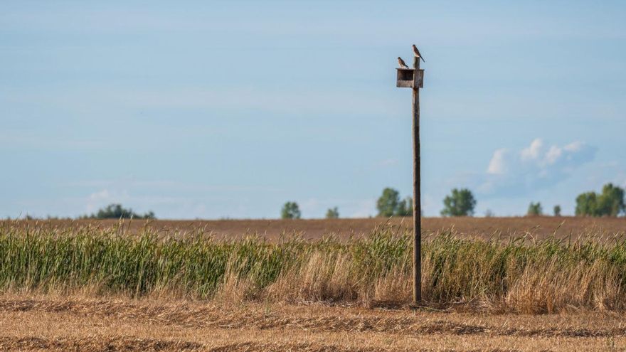 El cernícalo primilla en tierras de Castilla-La Mancha