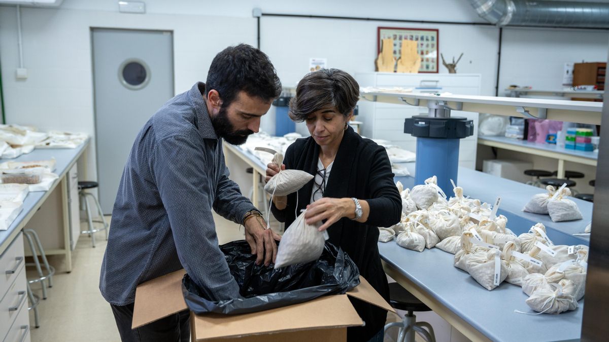 Los investigadores Pablo Morello y Conchi Muñoz preparan las semillas de olivo en Córdoba.