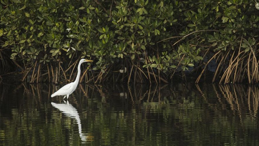 Los manglares ocupan la mayor parte de las riveras de la desembocadura del Río Gambia.