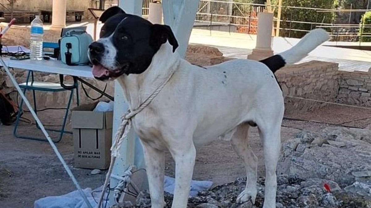 Un perro extraviado "se aloja" en la villa romana de Fuente Álamo