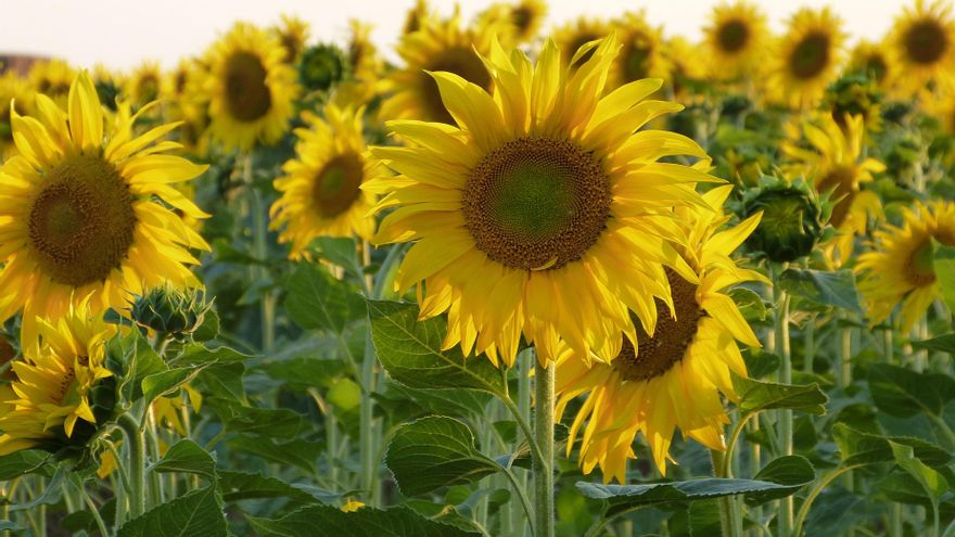 Campo de girasoles