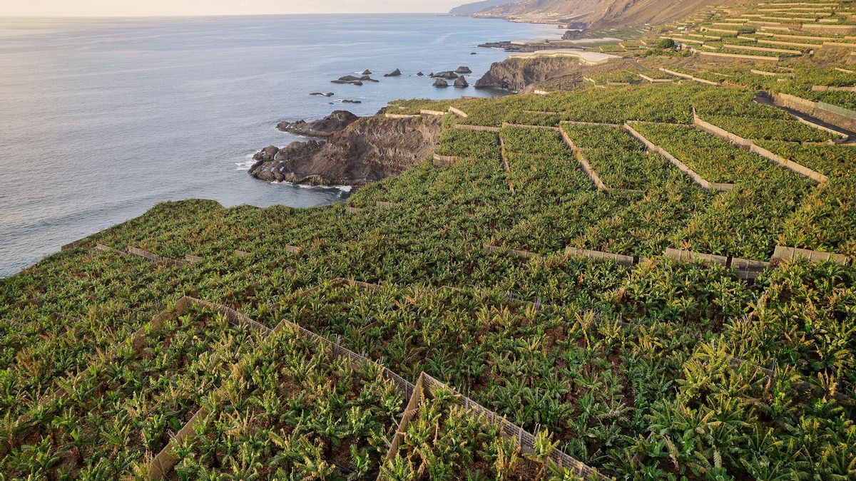 La organización agraria Palca recurre la convocatoria de 6,5  millones en ayudas al plátano solo para cinco municipios de La Palma