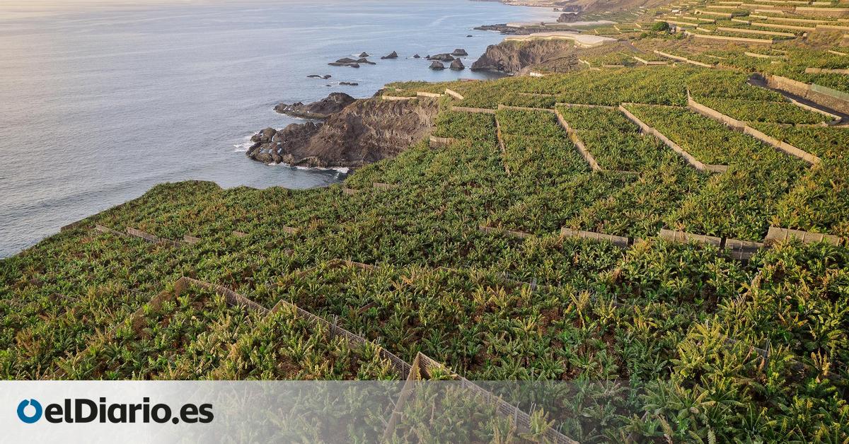 Primer recurso contencioso contra el nuevo decreto que regula las ayudas del plátano