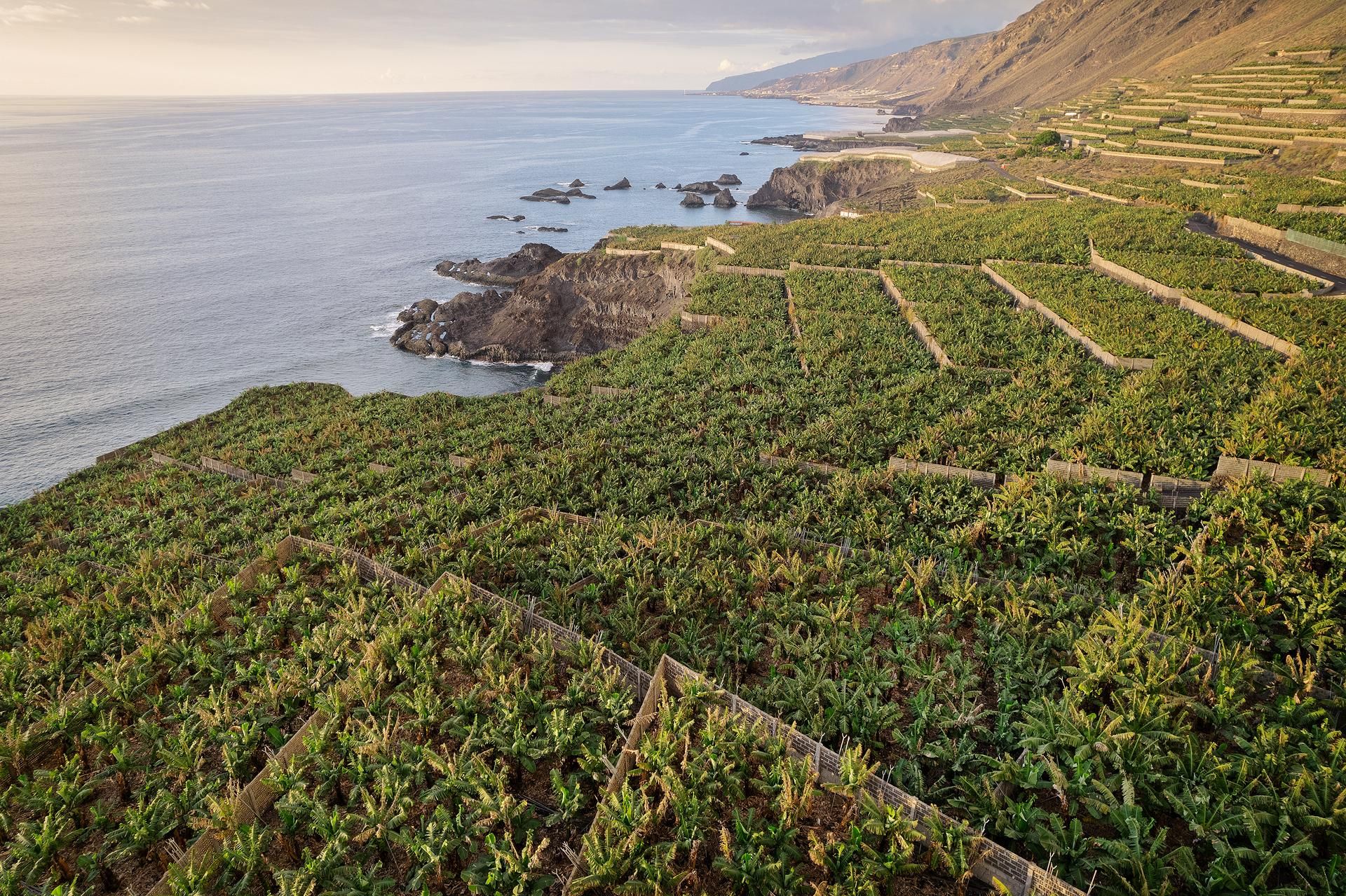 Plantaciones de plataneras  en la costa oeste de La  Palma.