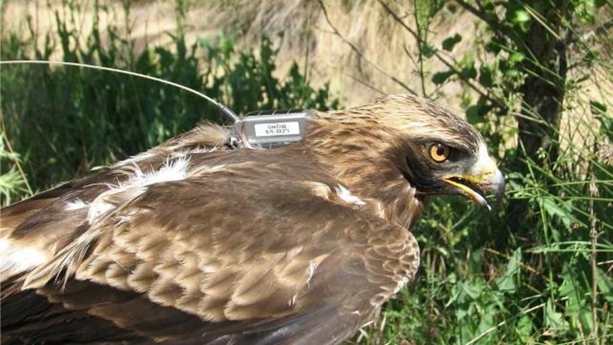 ICAL Marcaje de un águila calzada. fotografía cedida por Javier de la Puente-SEOBirdLife.