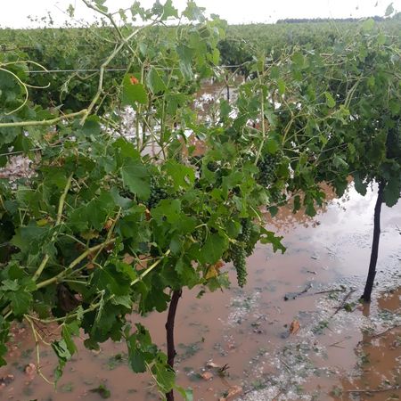 Daños en la viñas de Socuéllamos