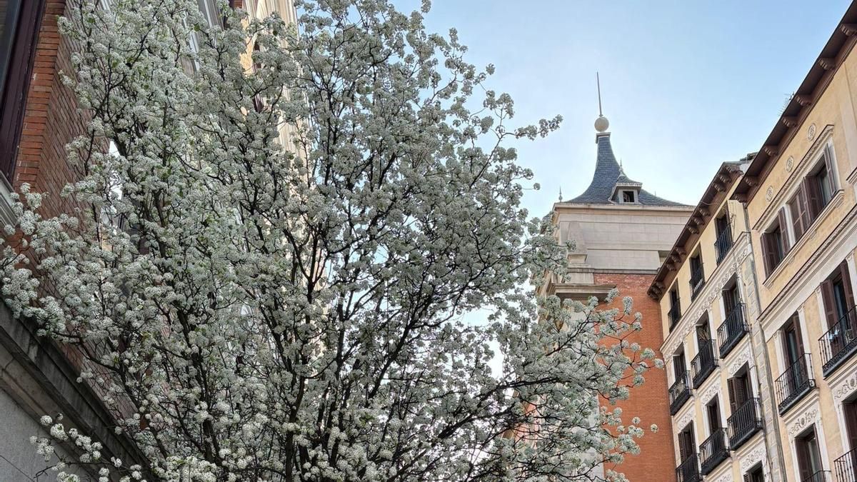 Algo huele mal en la ciudad y no son (sólo) los perales de flor