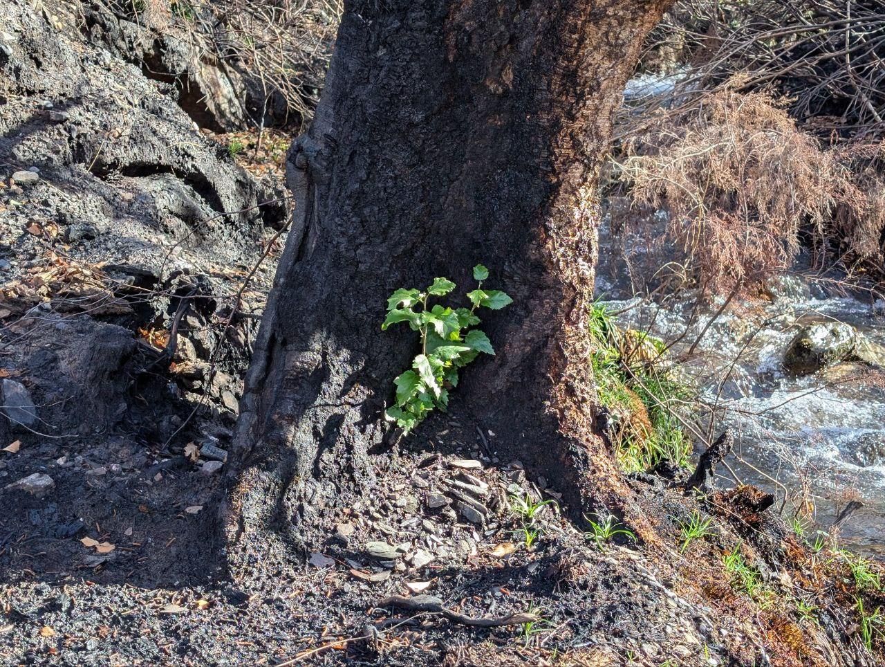 El Lago de la Baña tres meses después de ser arrasado por el fuego
