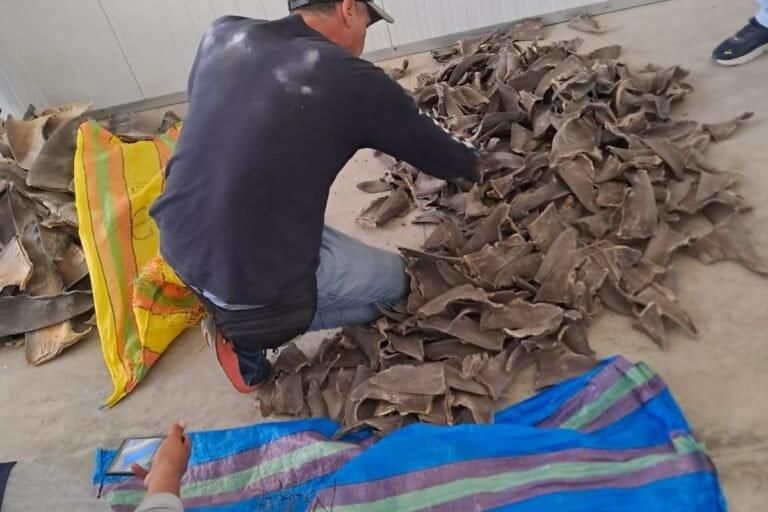 El Ministerio Público incautó 41 toneladas de aletas de tiburón de los almacenes de Lamarqocha Inversiones S.A.C, una de las principales exportadoras de Perú. Foto: obtenida por Mongabay Latam