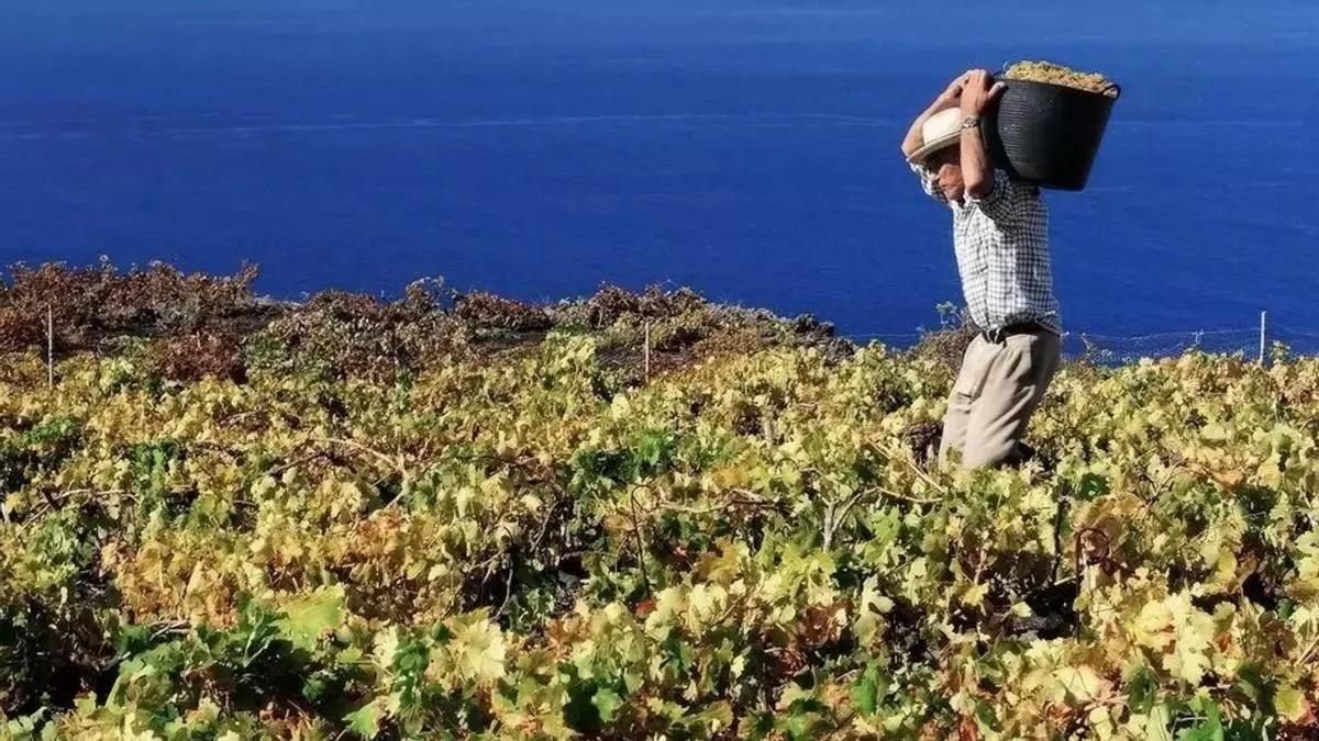 Encuentro regional de viticultores en La Palma para afrontar “los desafíos críticos” del sector