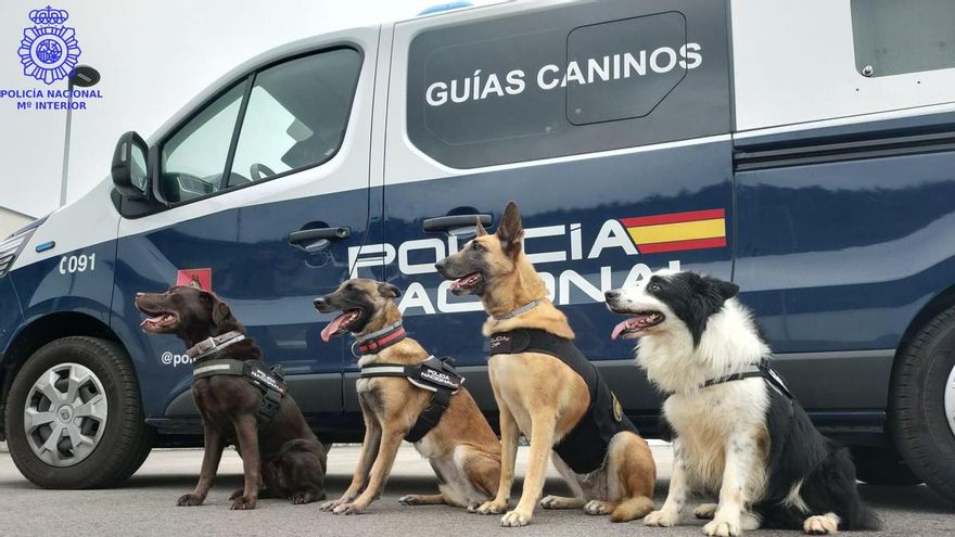 La Policía Nacional busca familia para Tomi, Titán, Kira y otros perros jubilados tras una vida de servicio