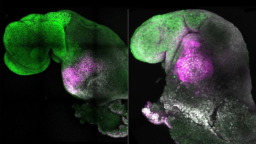 Desarrollan a partir de células de ratón embriones sintéticos con cerebro y un corazón que late