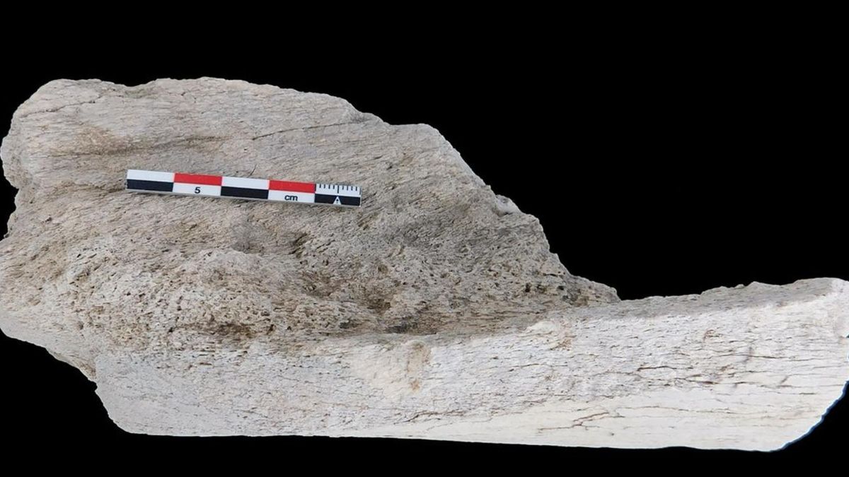 Huesos de Elephas Recki con marcas de descuartizamiento