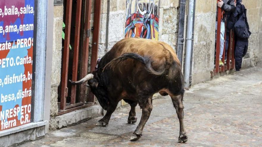 Coria refuerza sus reservas de sangre ante la peligrosidad de los encierros taurinos de San Juan