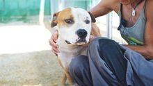 Los perros de razas potencialmente peligrosas son de las más comercializadas en internet, y muchos terminan abandonados