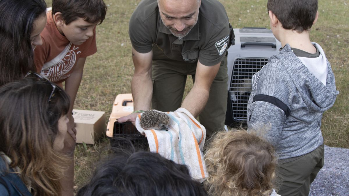 El programa de voluntariado ambiental ‘Ayúdale a volar’ logra que cerca del 80 % de las aves huérfanas acogidas sobrevivan y regresen al medio natural