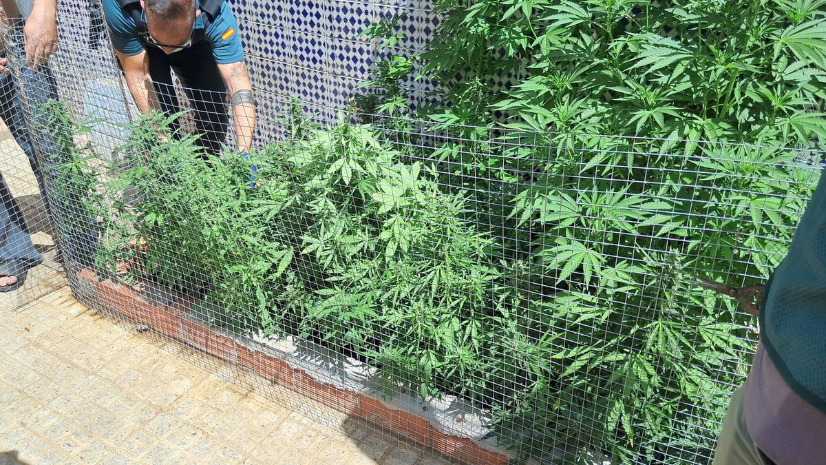Plantación de marihuana
