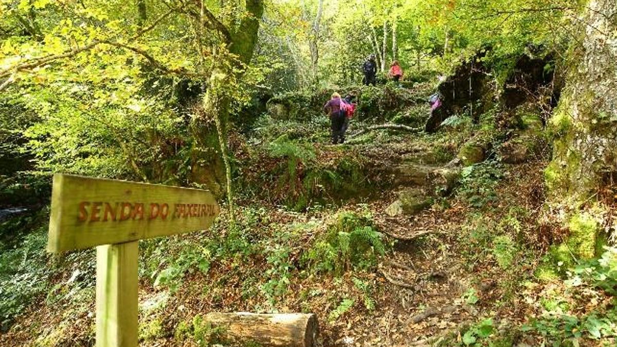 El hayedo que multiplica por diez sus visitantes en una década en Busmayor. 