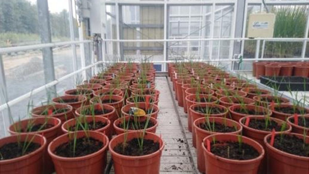 Configuración experimental en invernadero para el estudio molecular y proteómico bajo estrés hídrico de cuatro genotipos de trigo duro y cuatro de trigo panificable.