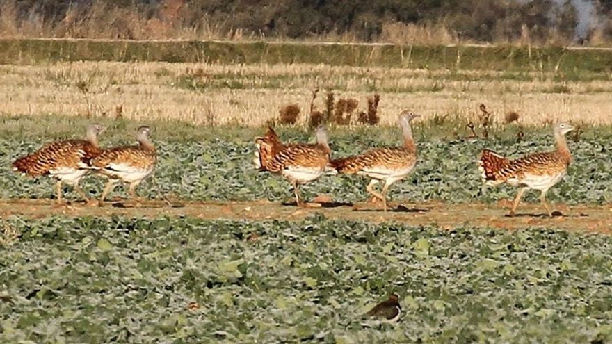 Exigen áreas de exclusión en el “despliegue” de macroproyectos de renovables de la Campiña de Guadalajara