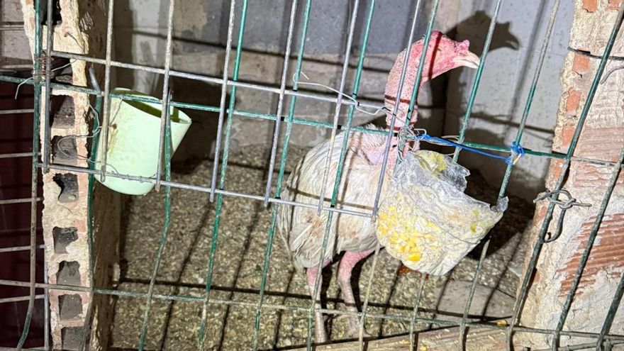 La Policía Local desmantela un criadero de gallos de pelea con una decena de animales heridos en València