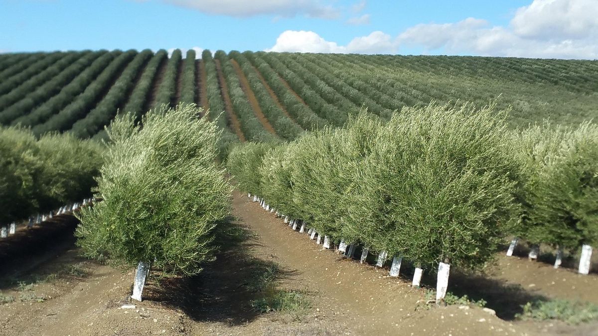 La compra de aceite de oliva a países de fuera de la Unión Europea aumenta un 84% en lo que va de año