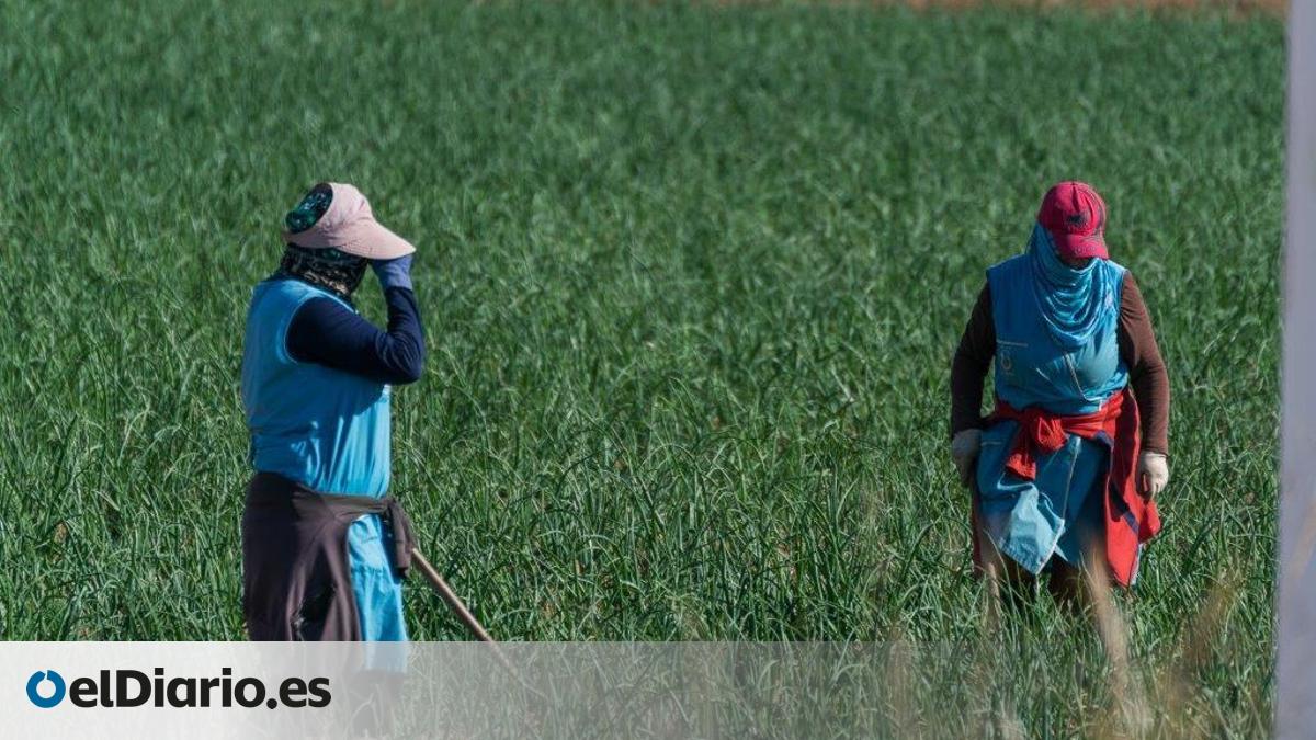 Jornaleros inmigrantes en Murcia: "Hacemos el trabajo que nadie quiere hacer y no nos quieren ver, ni siquiera en las calles"