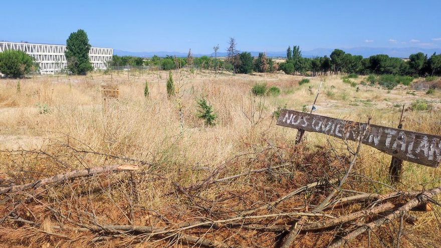 Trasplantar árboles, la alternativa de Almeida a las talas que no convence a los expertos: "Mueren cuatro de cada cinco"