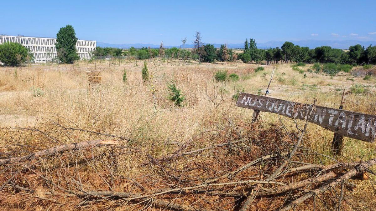 Parcela de Montecarmelo a la que se han traslado los árboles trasplantados, con los ejemplares secos o muertos de color marrón al fondo. En primer término, en el lado donde se instalará el cantón, un tablón colocado por vecinos con la inscripción "nos quieren talar".