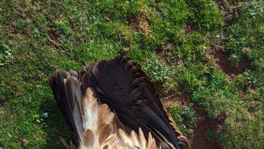 Aparecen más de una docena de buitres muertos por veneno en zonas oseras protegidas del centro de Asturias
