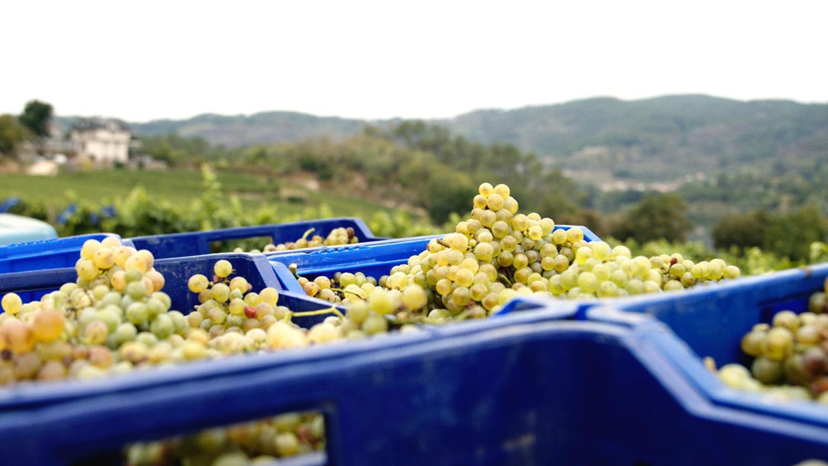 Portada reportaje - Santander | La esencia de la ‘morriña’ en una botella: así han logrado los hijos de un emigrante gallego el mejor vino de España