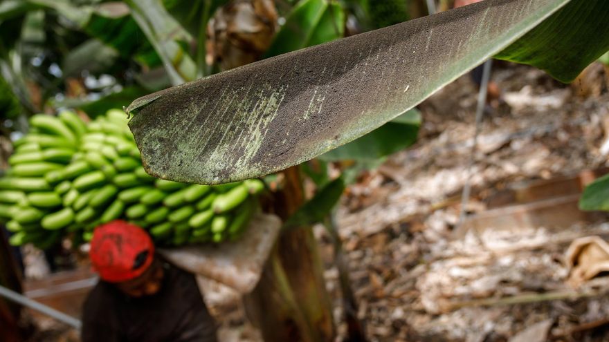 El Gobierno cifra en 100 millones las pérdidas del sector platanero en La Palma