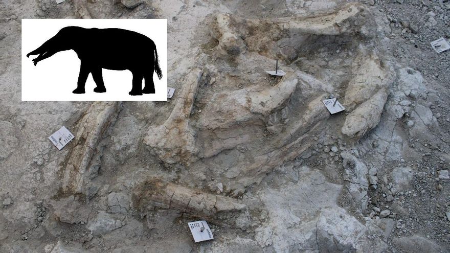 Los elefantes que poblaban Vallecas hace 14 millones de años