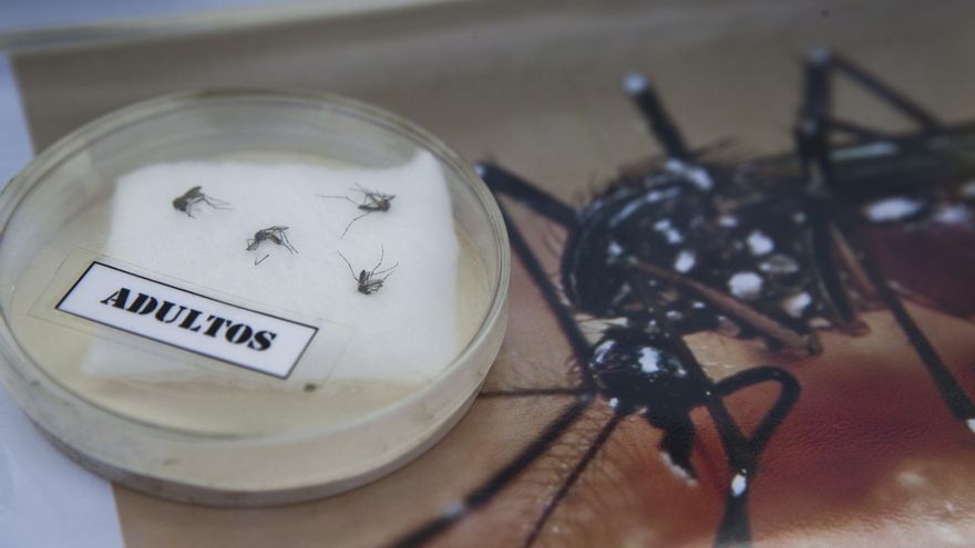 Dengue: se confirmaron dos nuevas muertes en Salta y ya suman 25