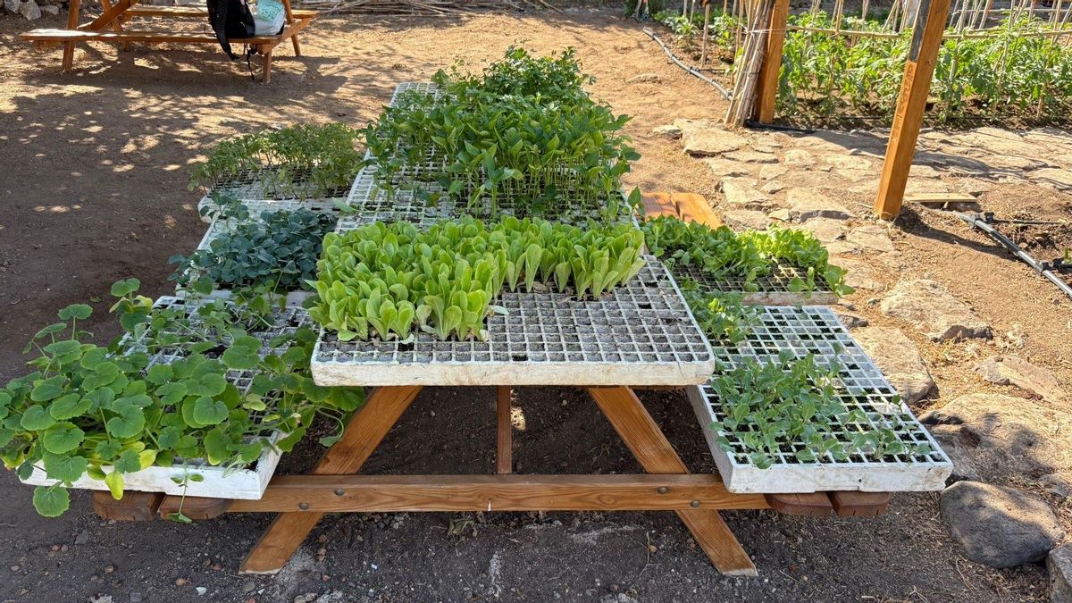 El EcoHuerto de Agaete cumple tres años y renueva ilusiones con la incorporación de nueve agricultores