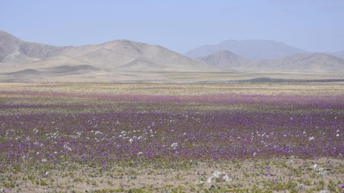 Un manto de flores en el desierto: el fenómeno natural que se vive en Chile y que atrae a miles de personas