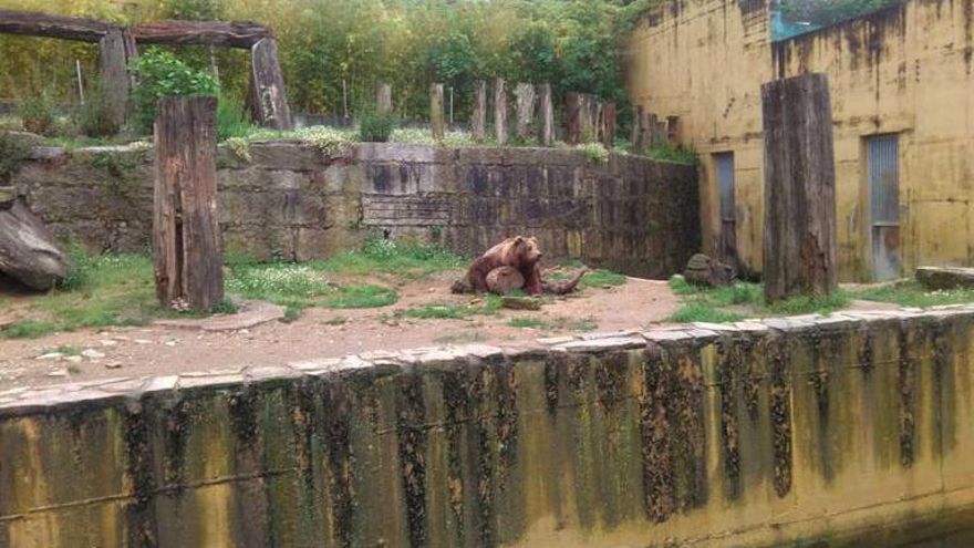 La Xunta sospecha que parte de los animales fallecidos en el zoo de Vigo fueron envenenados