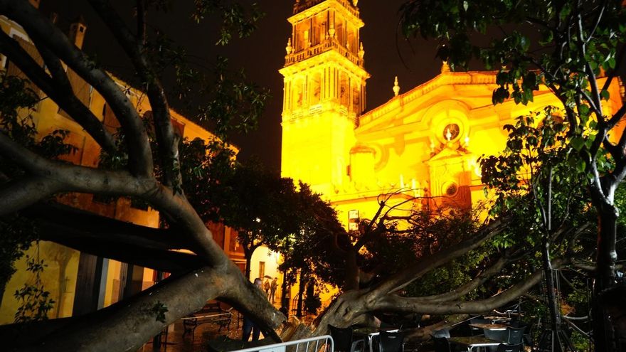 Ficus afectado por el paso de la tormenta.
