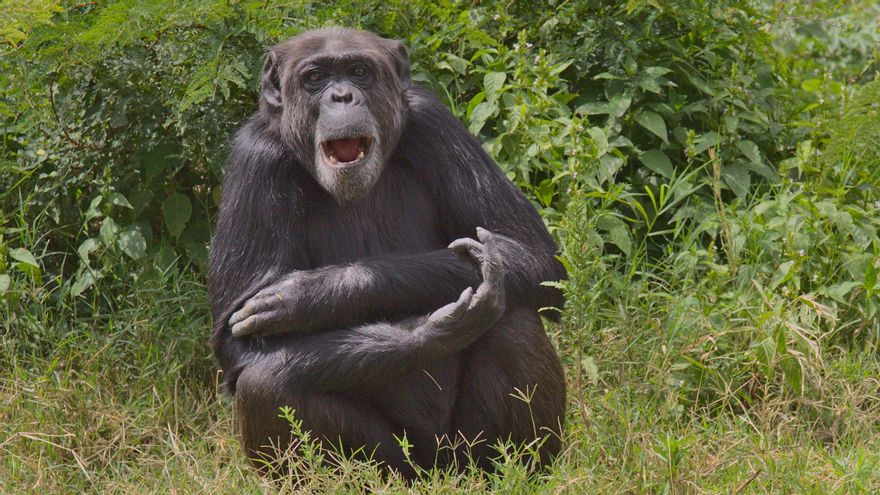 Un chimpancé con un gesto que recuerda a la risa humana.