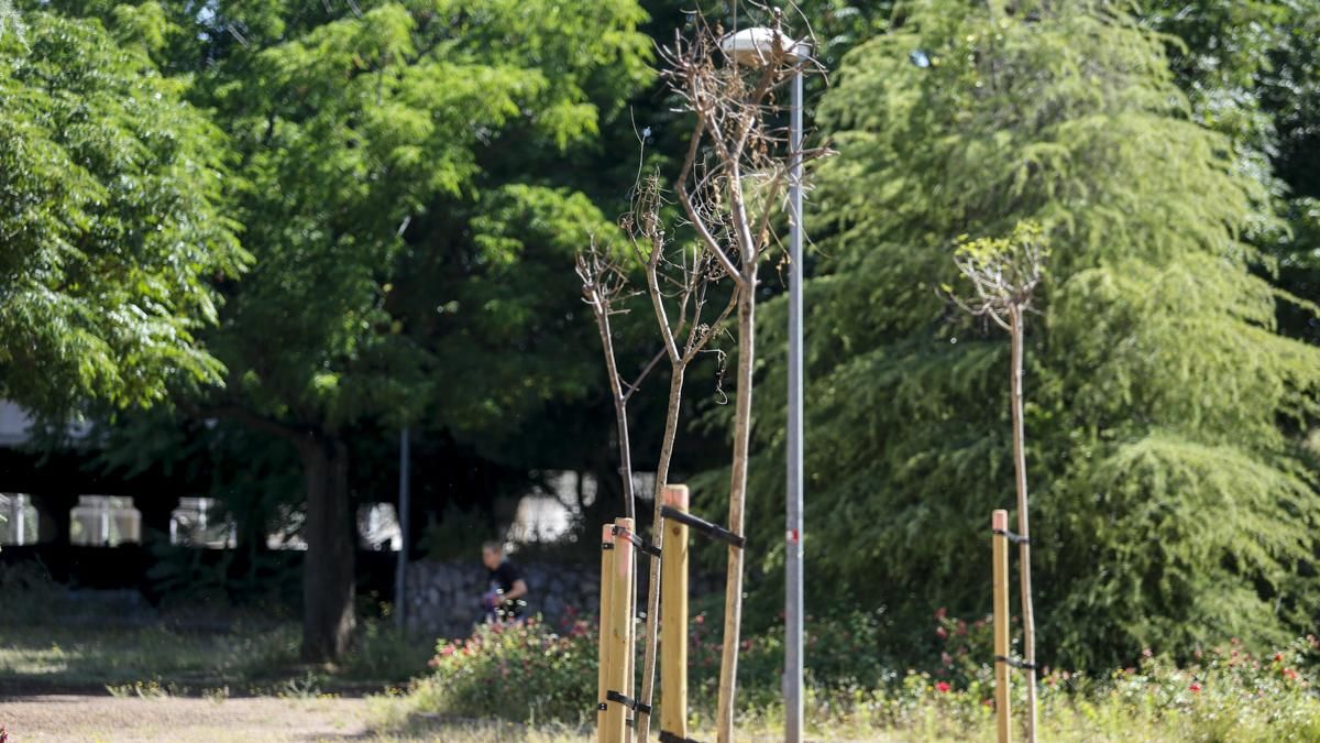 Árboles plantados recientemente que no han sobrevivido